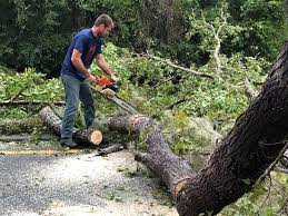 How Our Tree Care Process Works  in  Dallas, GA