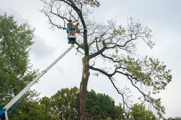 Trusted Dallas, GA Tree Removal Experts