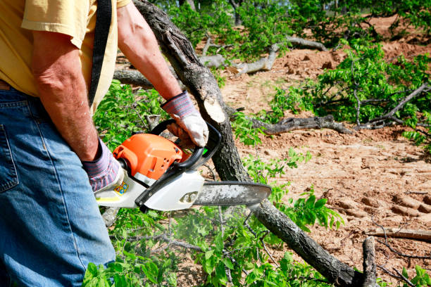 Best Tree Risk Assessment  in Dallas, GA